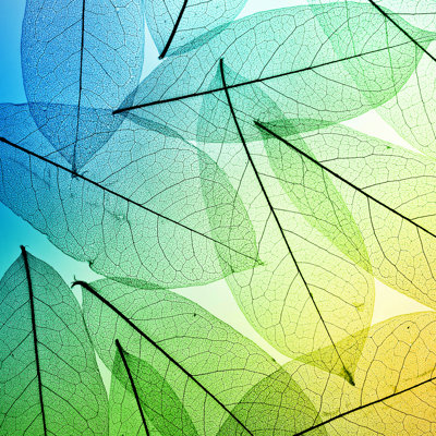 Leaves Background by Trifonov_Evgeniy - Wrapped Canvas Print