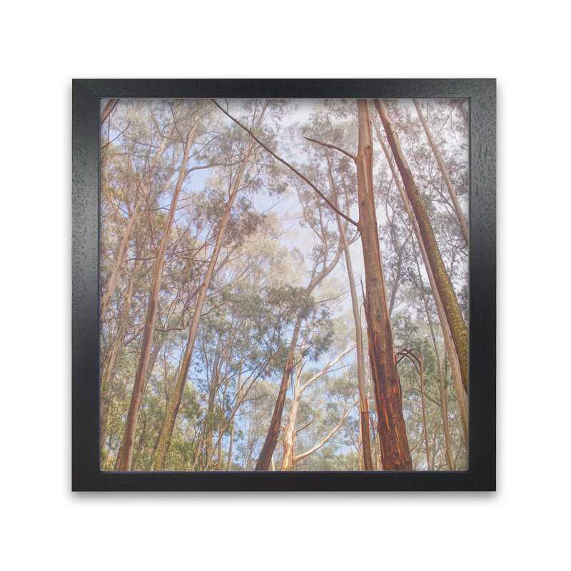Eucalyptus Forest by Nur Mut - Single Picture Frame Print, 50 cm H x 50 cm W, Black