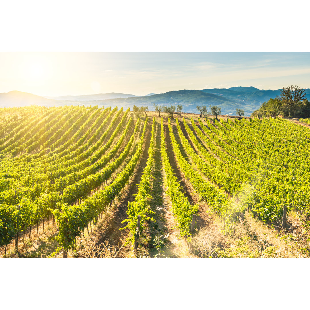 Chianti-Weinberg bei Sonnenuntergang