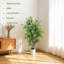 Plant-243702511