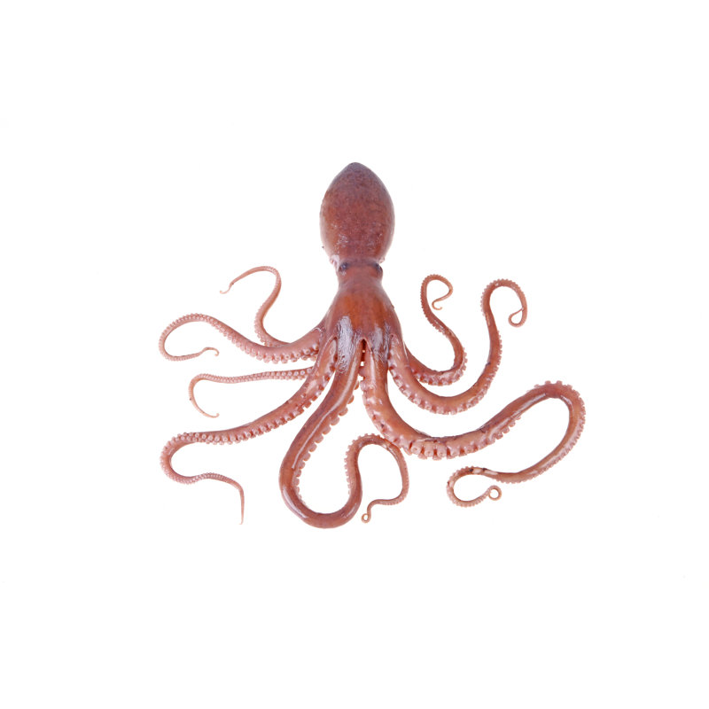 Octopus - Wrapped Canvas Print, 51cm H x 76cm W x 3.8cm D