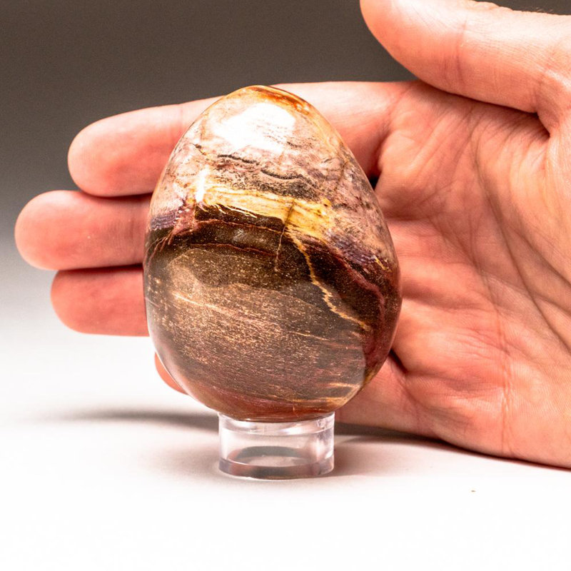 Petrified Wood Egg, Yellow/Brown, 3" H x 2" W x 2" D