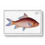 Cirrhated Carp Fish by M.E. Bloch - Wrapped Canvas Painting-55371711