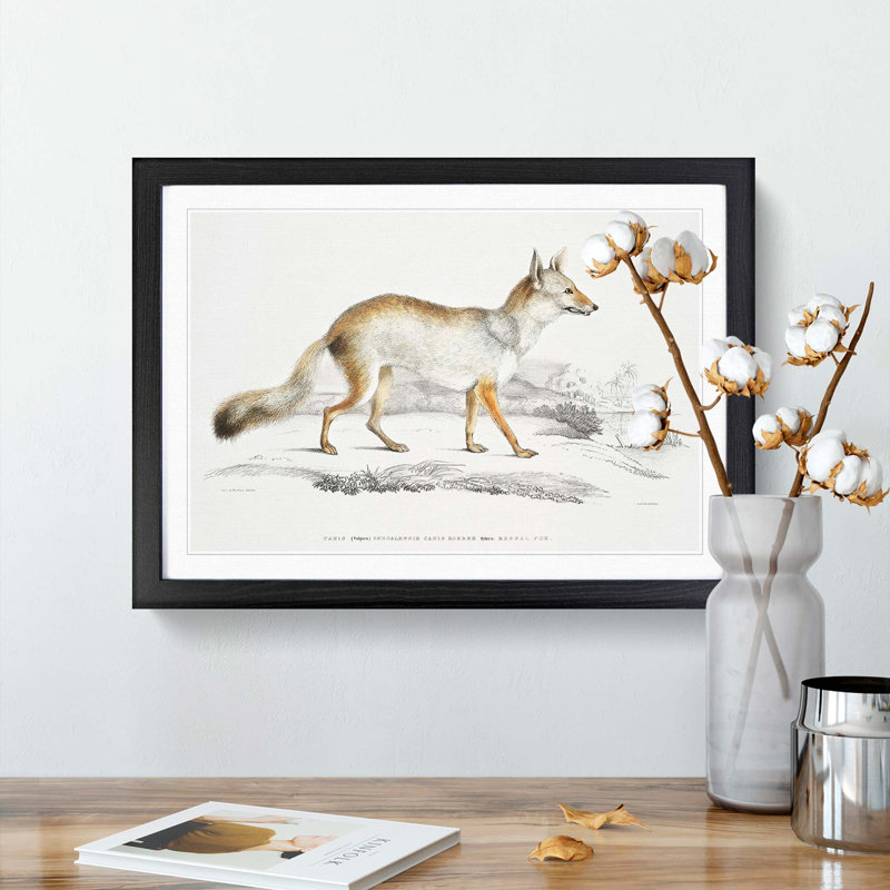 Bengal Fox by John Edward Gray - Picture Frame Painting Print on Paper, 45cm H x 63cm W x 2cm D, Black Framed
