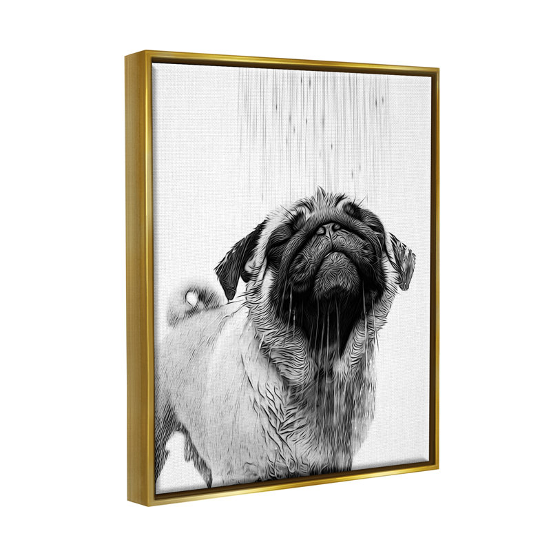«Pug Bathroom Splash» par Annalisa Latella, Cadre flottant métallique doré, H 31 po x l 25 po x P 1,7 po
