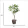 76.5'' Faux Fiddle Tree Tree in Pot