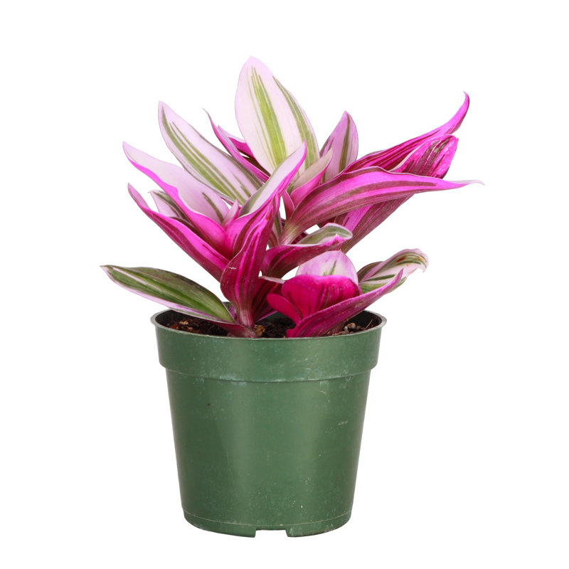 Live Tradescantia Nanouk Plant, Nursery Pot