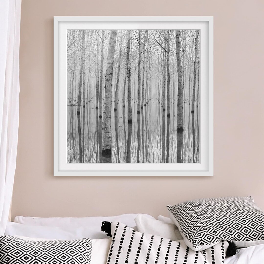 Gerahmtes Poster Birch Trees in November