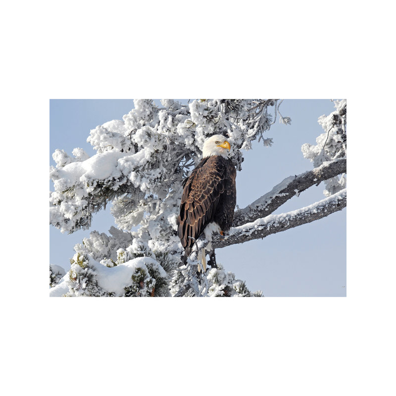 Winter Eagle - Wrapped Canvas Print, 66.04 cm H x 45.72 cm W x 3.175 cm D
