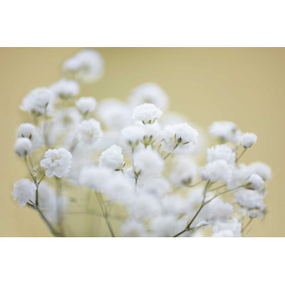 «Baby's Breath Study III»