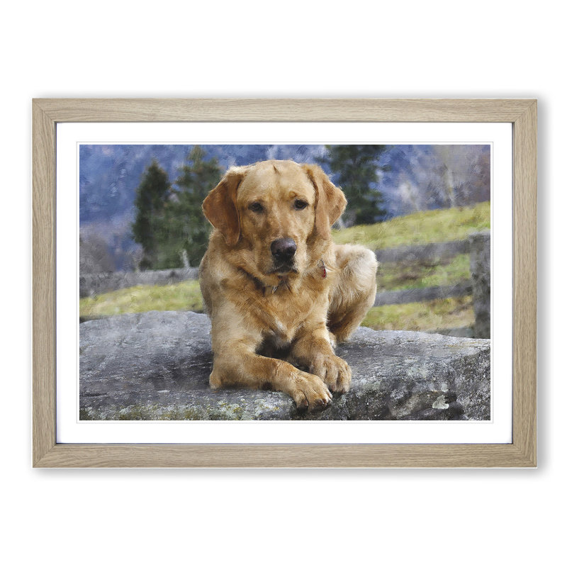 Golden Labrador Dog Vol.2 - Framed Print, Oak Framed, 36cm H x 48cm W x 2cm D