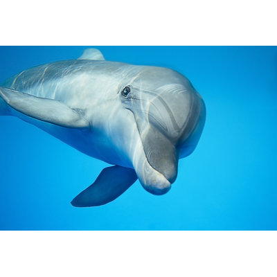 " Dolphin Under Water " by Abezikus
