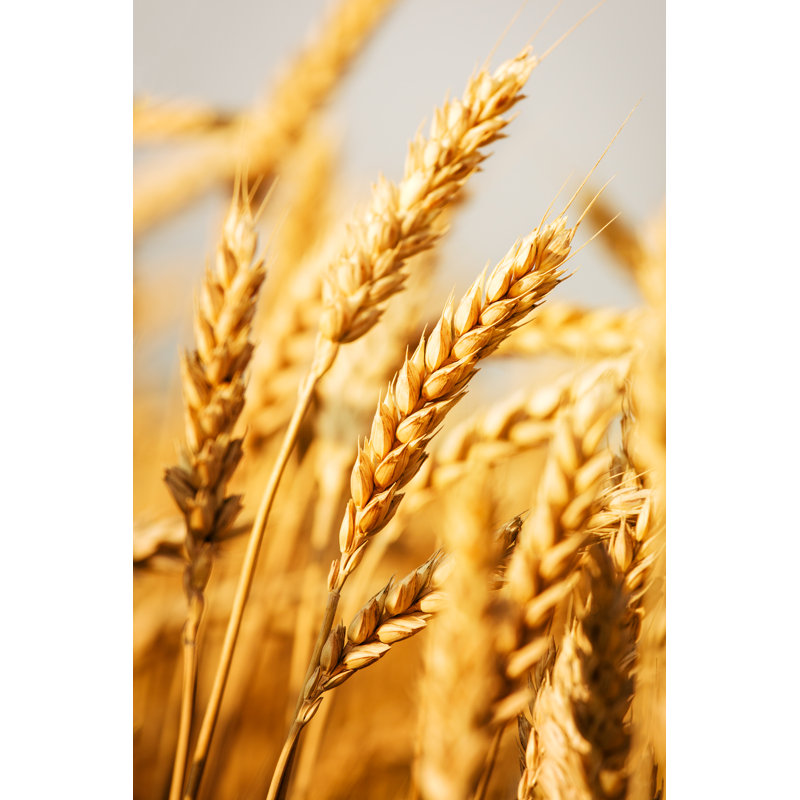 Wheat Field - Photographie sur toile tendue, L 12 po x H 8 po