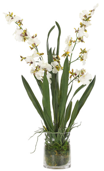 Orchid Dancing,White,Moss Garden,Glass Cylinder
