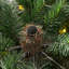 4.99' H Lighted Artificial Pine Christmas Tree