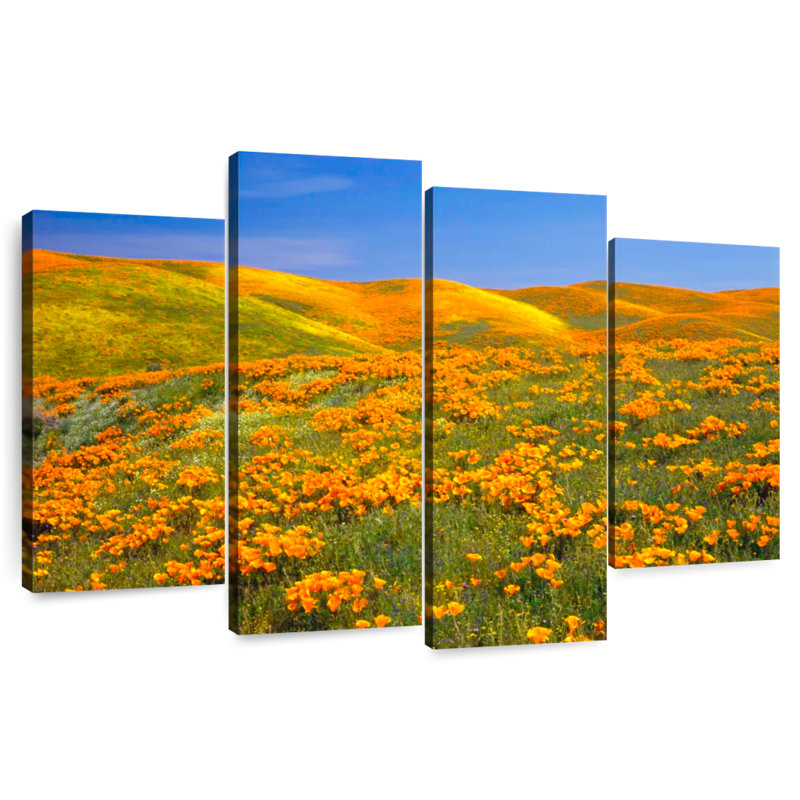 Coquelicots dorés d'Alvord, Californie, H 22 po x l 36 po