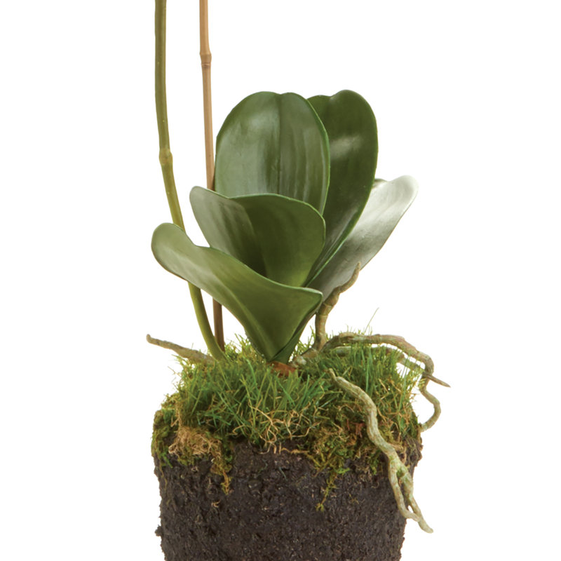 Stiles Orchid Arrangement, White
