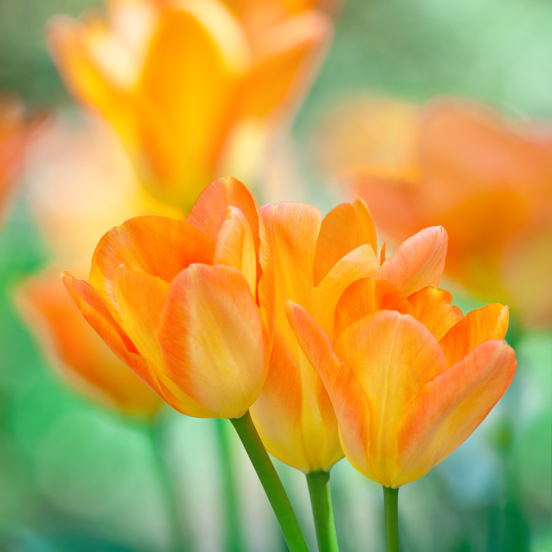 Orange Tulpen von Alpamayo - Leinwandbild