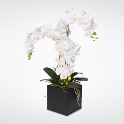 Orchids Arrangement in Planter