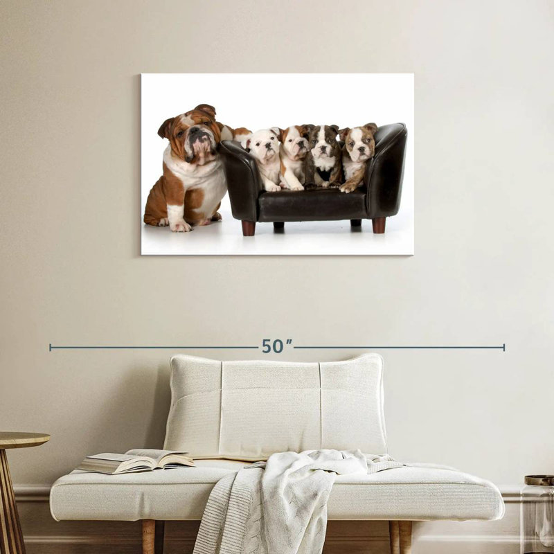 Bulldogs anglais Brampt, H 24 po x l 36 po