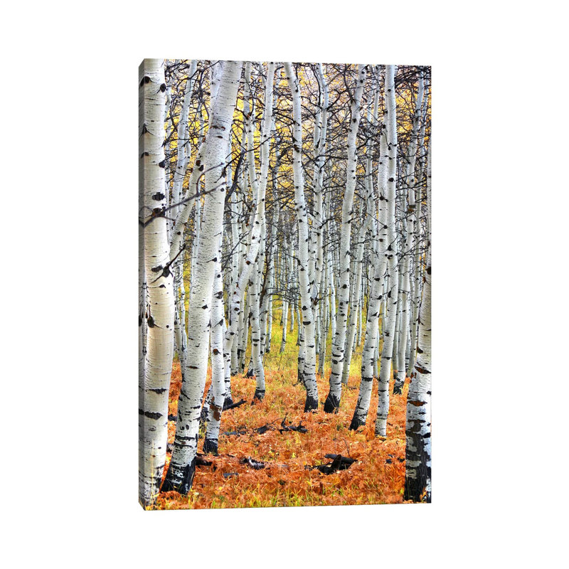 Autumn In Aspen - Wrapped Canvas Print, 101.6 cm H x 66.04 cm W x 1.91 cm D