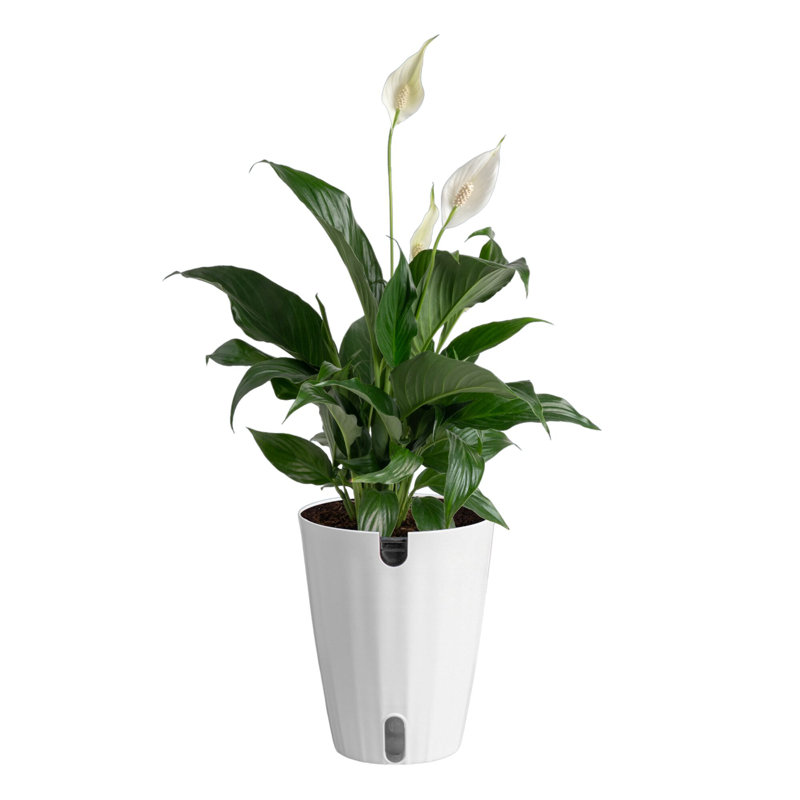 Peace Lily in Décor Pot