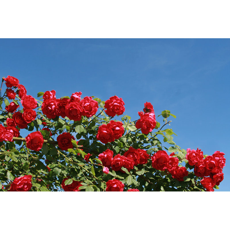 Red Climbing Rose by Gabriele Grassl - Wrapped Canvas Print, 20cm H x 30cm W