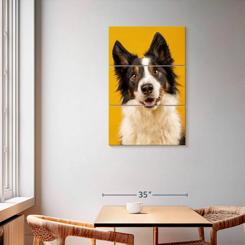 Border collie adorable Brampt, 57" H x 36" W