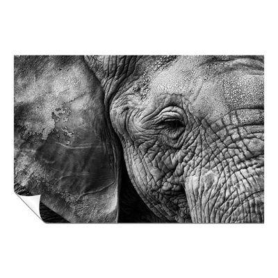 Old Elephant Close up 1 Piece Wall Art