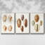 Lamarck Shells II, ensemble de 3 toiles encadrées-97792328-97792332