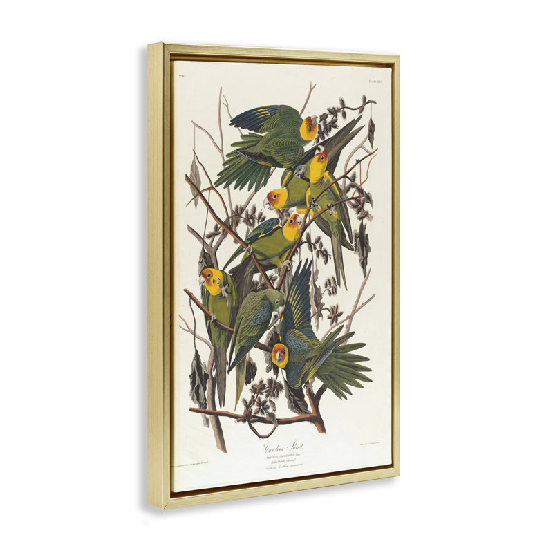 Toile flottante encadrée Classic Carolina Parrot Study par one1000paintings, H 31 po x l 21 po