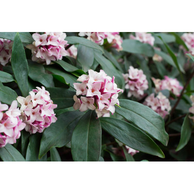 " Daphne "