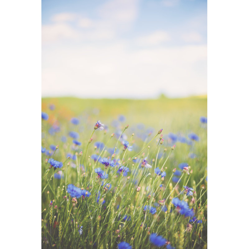 Cornflower In Summer Meadow by Rike_ - No Frame Print on Canvas, 91cm H x 61cm W