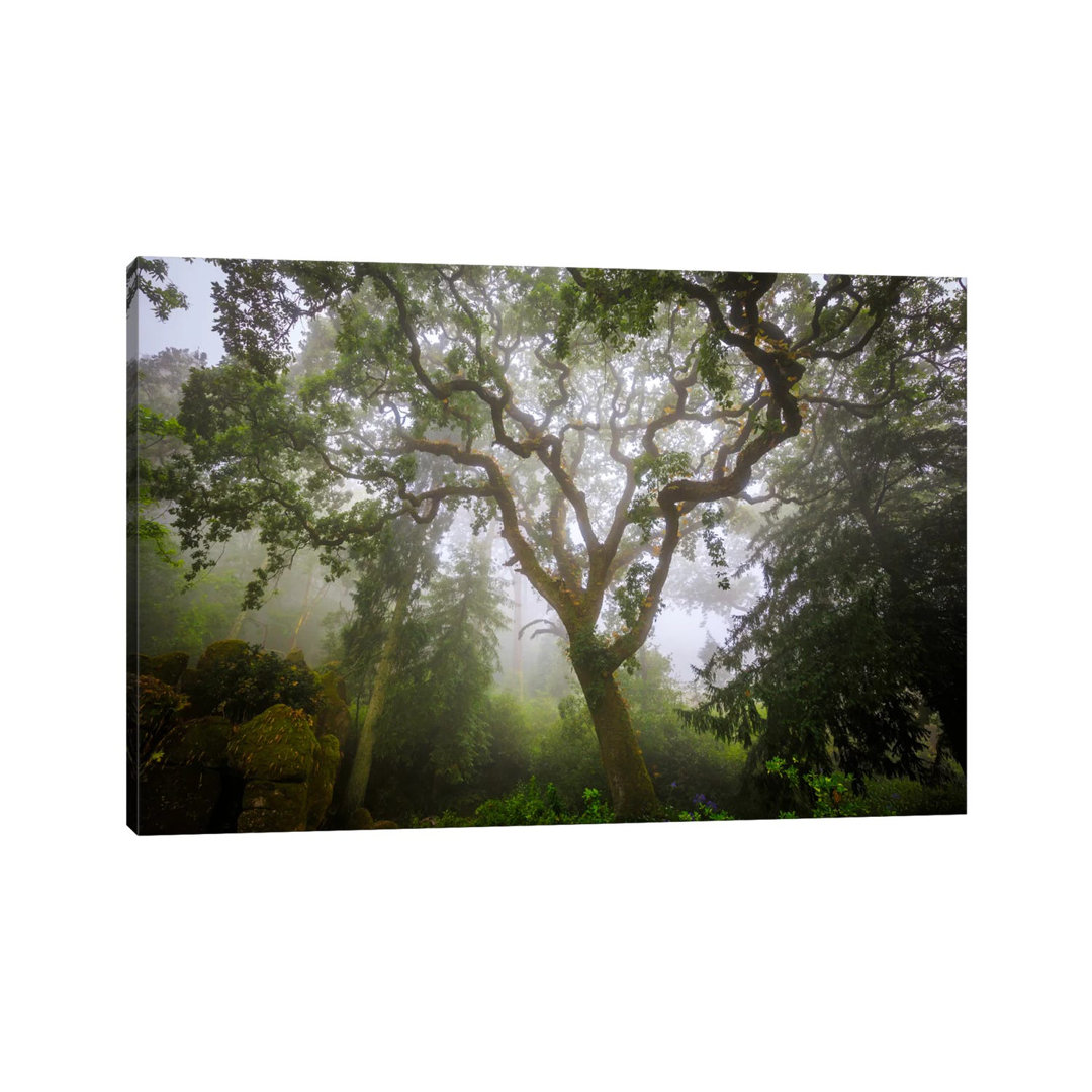 Sintra Forest, Sintra, Portugal by Jim Nilsen - Wrapped Canvas Gallery-Wrapped Canvas Giclée