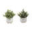9.5'' Faux Eucalyptus Plant in Ceramic Pot