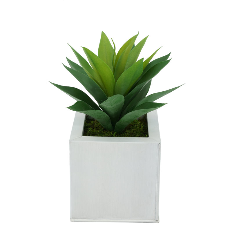 Plante grasse artificielle 7 po en pot, Crème