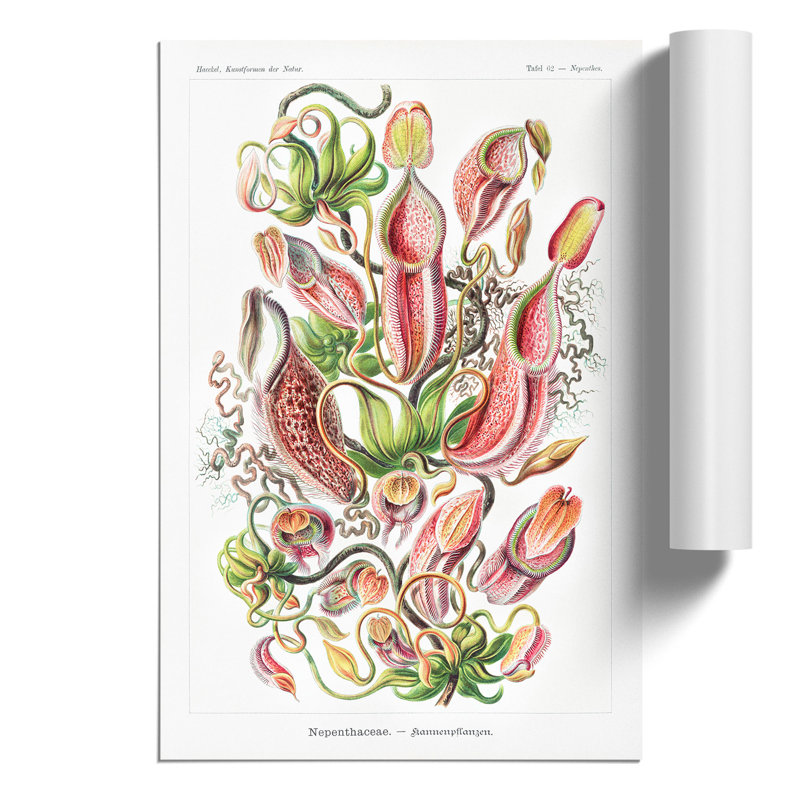 Pitcher Plants by Ernst Haeckel - No Frame Painting, 59cm H x 42cm W x 0.1cm D
