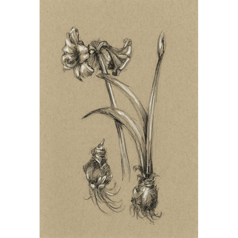 Botanical Sketch B&W IV by Ethan Harper - Wrapped Canvas Painting, 46cm H x 30cm W