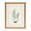 Curtis Ferns II Print