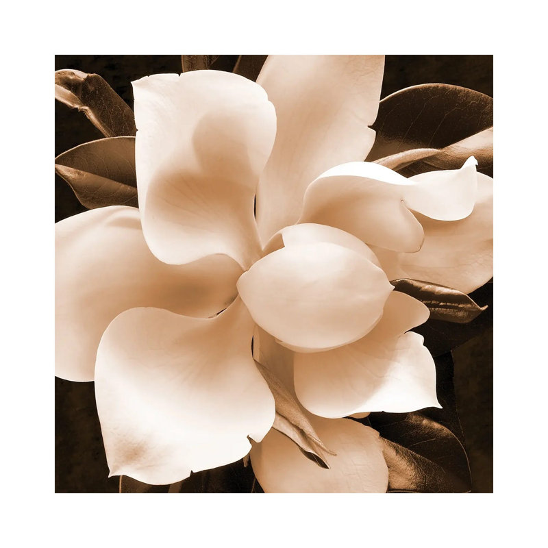 Sepia Magnolia II by Christine Zalewski - Wrapped Canvas Print, 93.98 cm H x 93.98 cm W x 1.91 cm D