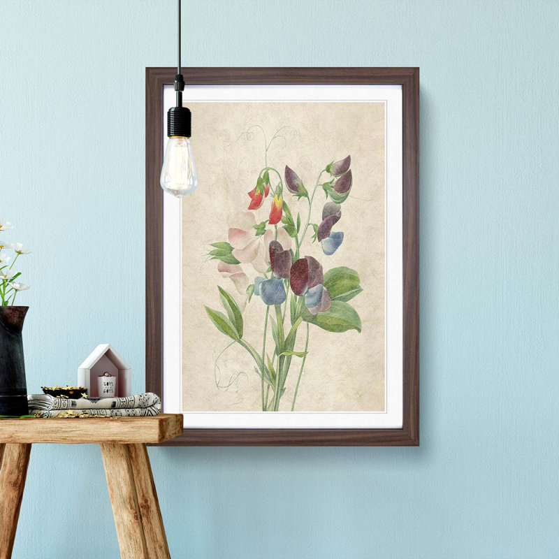 Sweet Pea Flowers by Pierre-Joseph Redoute - Picture Frame Art Print, 36cm H x 27cm W x 2cm D, Walnut Framed