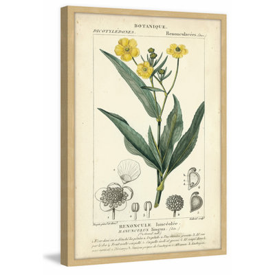 «Botanique Study in Yellow III», reproduction d'impression encadrée