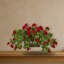Arrangement floral géranium dans un pot de fleurs