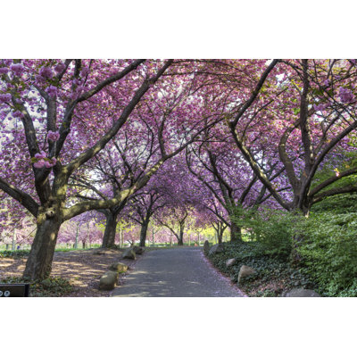 Cherry Walk In Glorious Bloom by Lightphoto - Wrapped Canvas Print