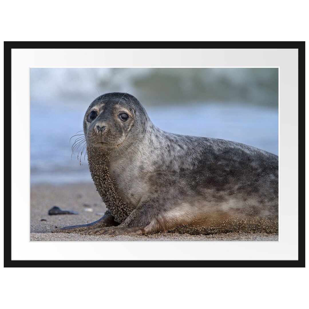 Gerahmtes Poster Niedliche Robbe am Strand