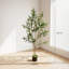 120cm Plant