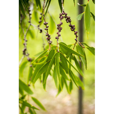 Melaleuca - Photographie sur toile tendue