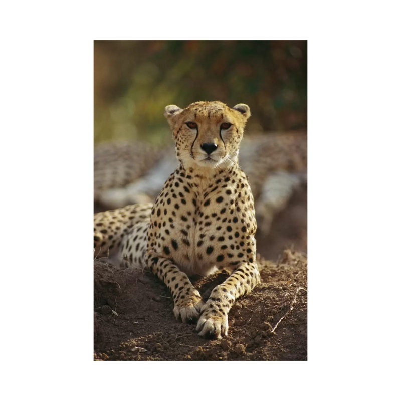 Cheetah, Masai Mara, Kenya by Gerry Ellis - Wrapped Canvas Print, 20.32 cm H x 30.48 cm W