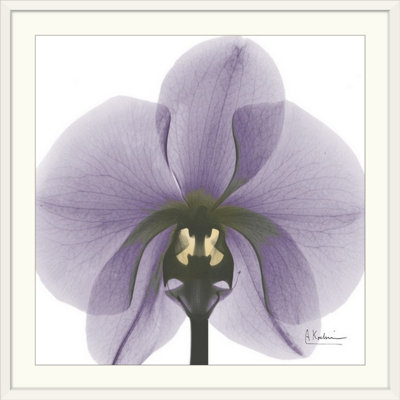 «par albert koetsier,, reproduction de photo Orchid X-Ray