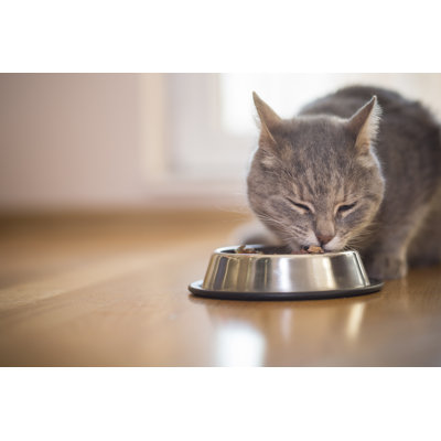 Cat 1 Piece Wrapped Canvas Wall Art